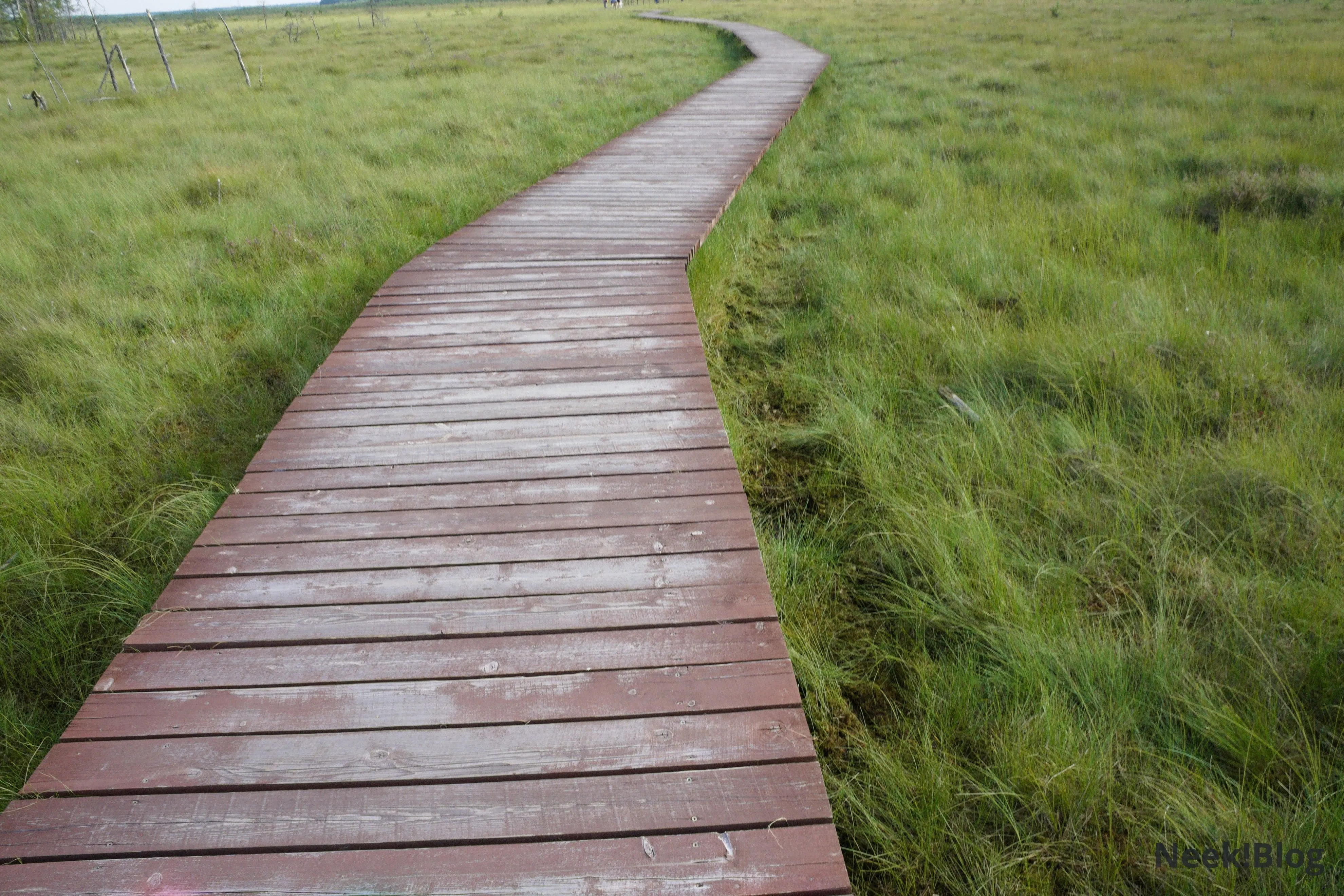 Дорога по болоту